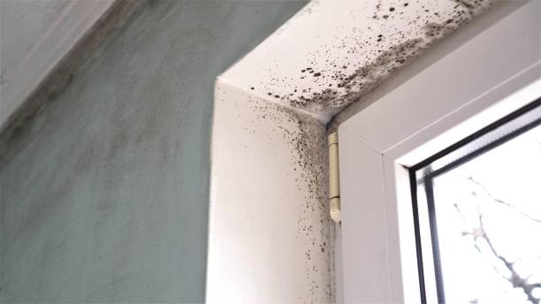 Reliable Bethlehem, NC Mold Removal Solutions